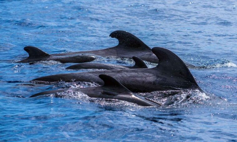funchal-dolphin-and-whale-watching-cruise