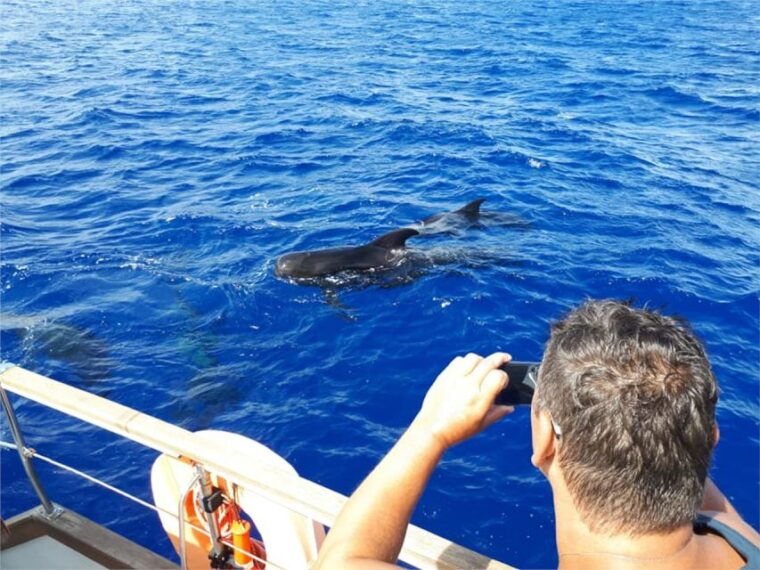 funchal-dolphin-and-whale-watching-sailing-trip