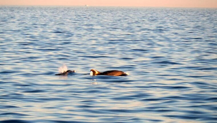 funtanavrsar-dolphin-watching-at-sunsetdrinks-included