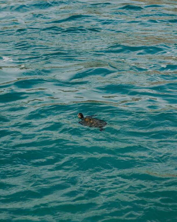 galle-private-day-tours-with-sea-turtles-visit-boat-safari
