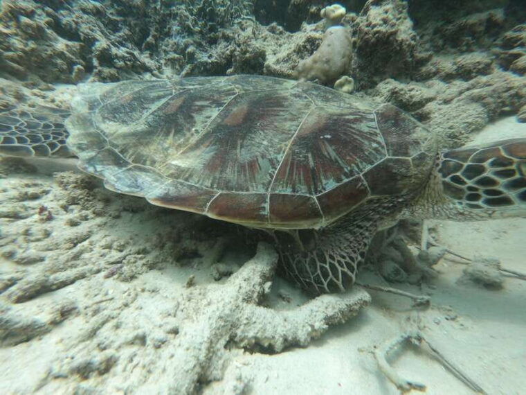 gili-air-trawangan-glass-bottom-boat-tour-with-snorkeling