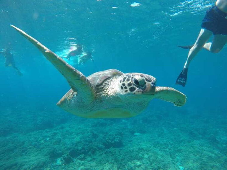 gili-t-snorkeling-trip-by-glass-bottom-boat-visit-turtles