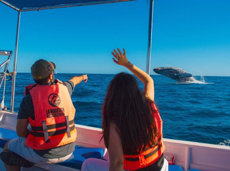 glass-bottom-boat-whale-watching