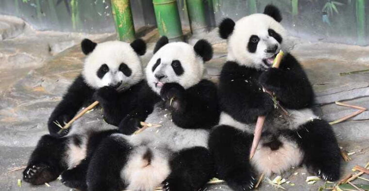 guangzhou-chimelong-safari-park-ticket