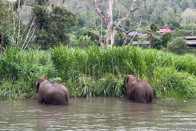Half-Day Elephant Experience at Rantong - Lunch and Return  