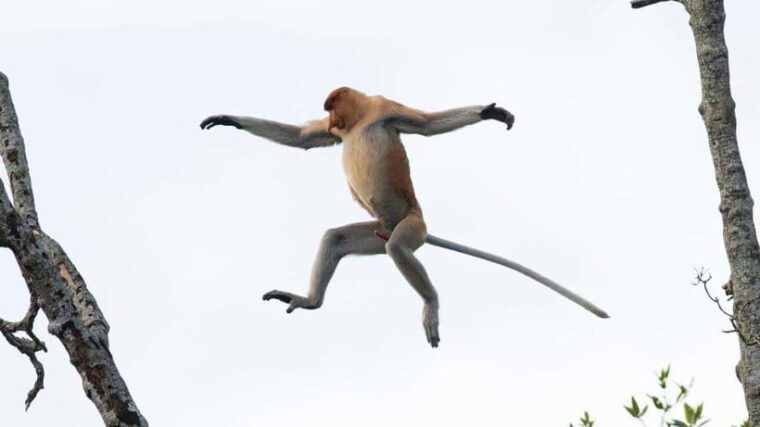 half-day-labuk-bay-proboscis-monkey-sanctuary-sandakan
