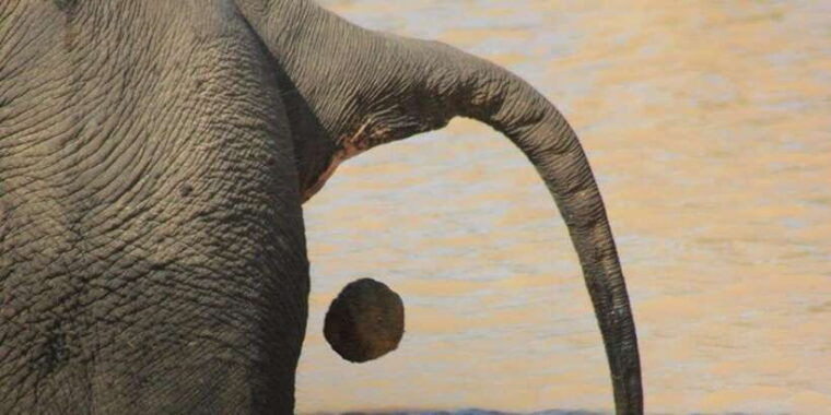 hambantota-port-cruise-yala-wildlife-safari-6-hours