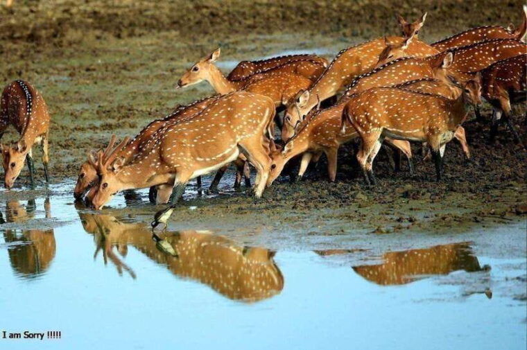 hambantota-port-full-day-yala-national-park-safari-private