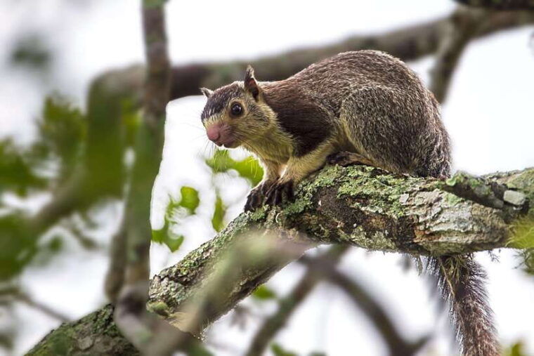 hambantota-port-yala-national-park-safari-shore-excursion