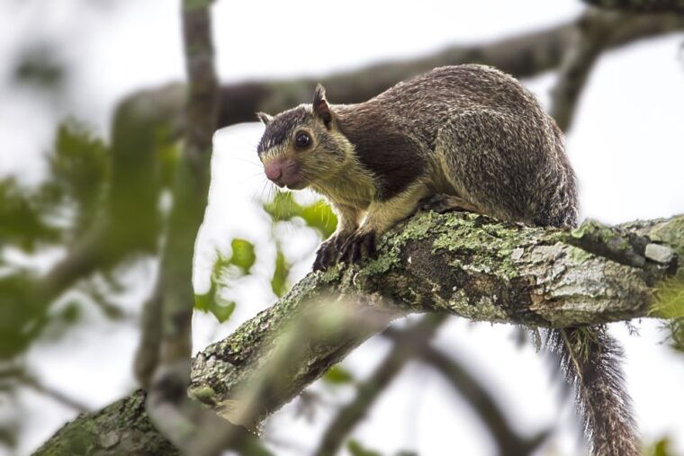 hambantota-yala-national-park-wildlife-safari-in-a-4x4