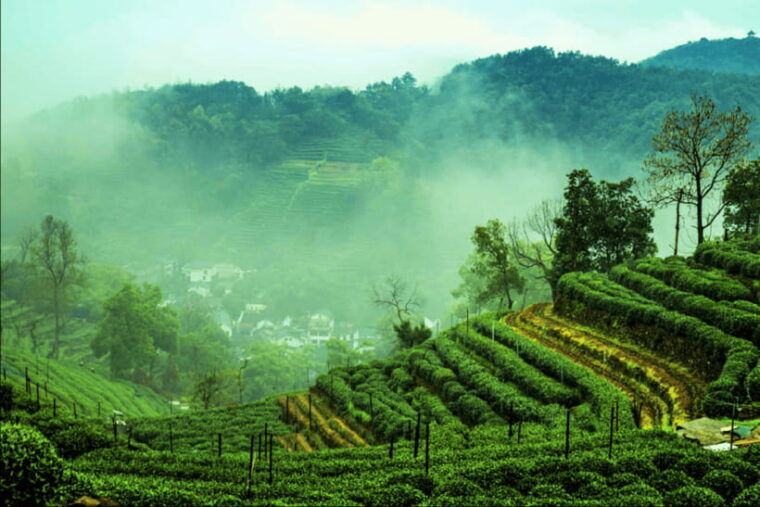 hangzhou-private-day-trip-by-bullet-train-from-shanghai