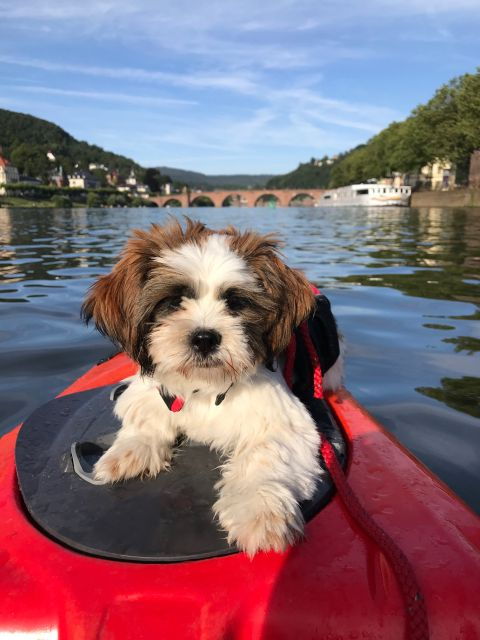 heidelberg-2-hour-kayak-tour