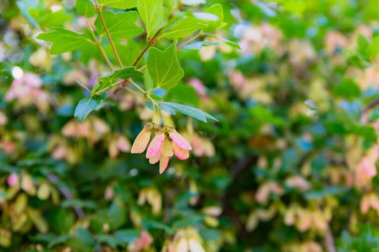 herbalism-and-wildlife-small-group-experience