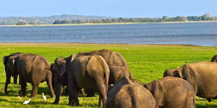 hikkaduwa-galle-unawatuna-mirissa-udawalawa-safari