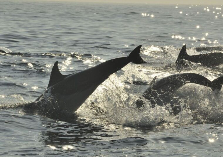 hilton-head-island-sunset-dolphin-cruise