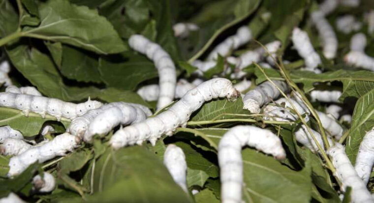 hoi-an-half-day-silk-weaving-discovery-tour
