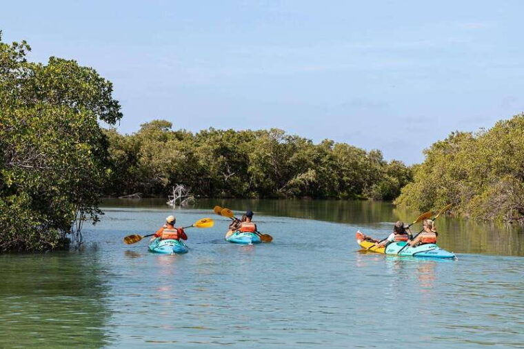 holbox-sunrise-kayak-tour-through-the-mangroves