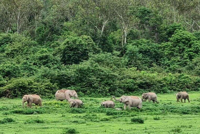 hua-hin-kui-buri-elephant-safari-tour-private-2-or-3-pax