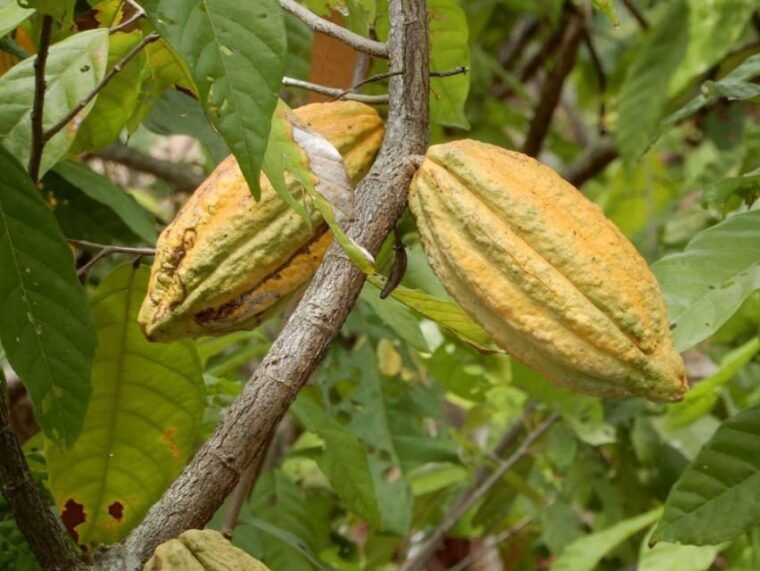 huayopata-private-chocolate-tour