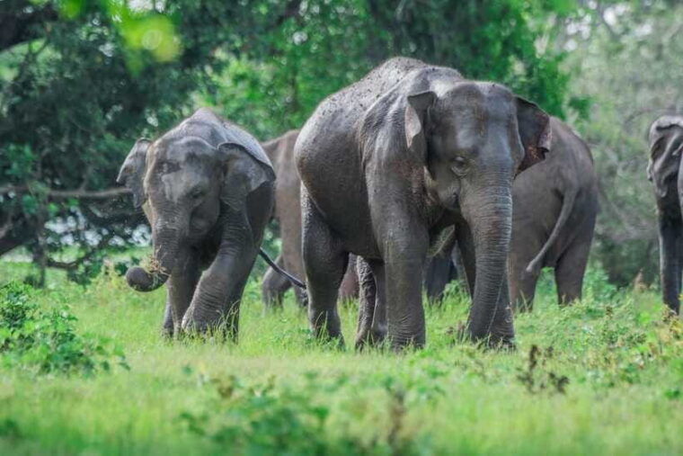 hurlu-eco-park-safari-with-jeep-entrance-ticket