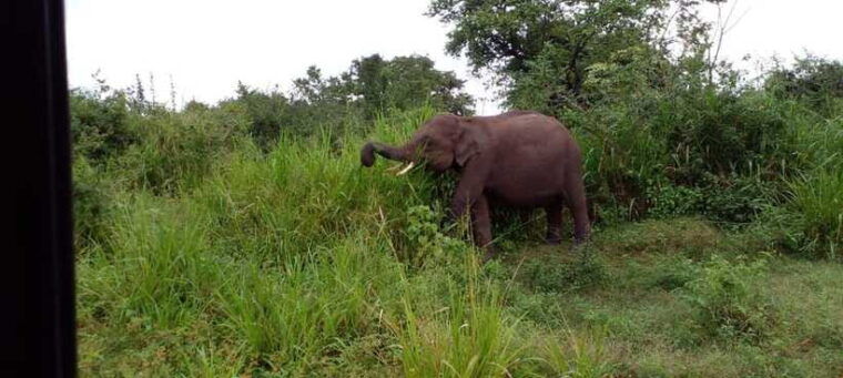 hurulu-eco-park-safari