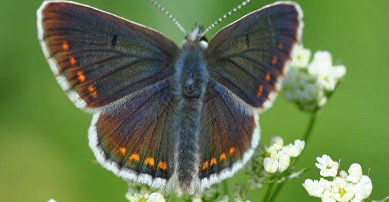 insects-and-other-fantastic-creatures