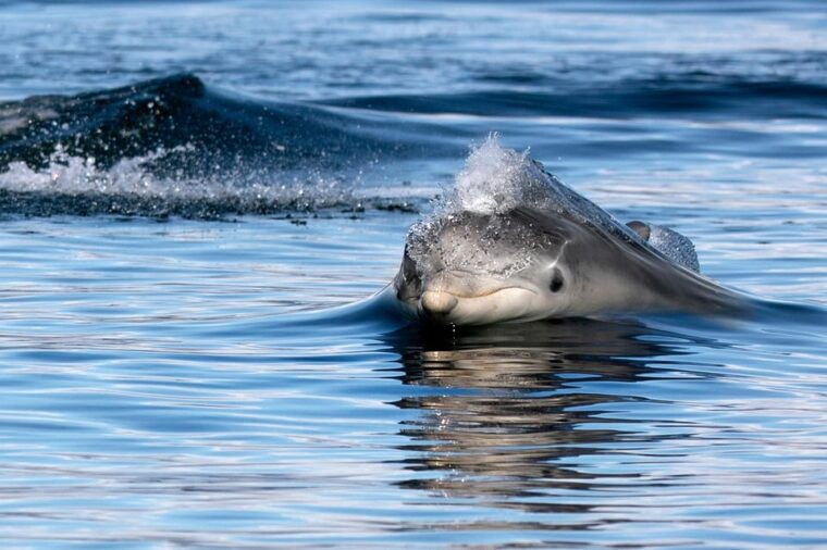 inverness-wildlife-watching-cruise-to-chanonry-point