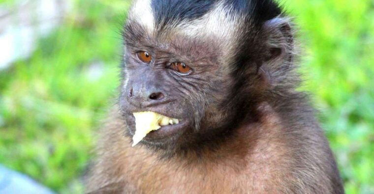 iquitos-incredible-4-day-amazon-tour