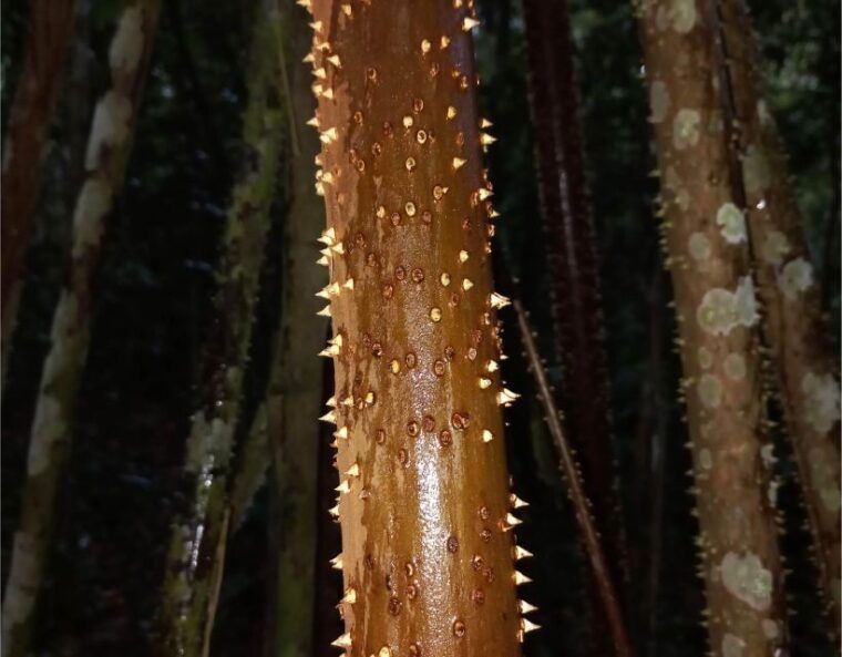 iquitos-private-tour-of-the-pacaya-samiria-national-reserve