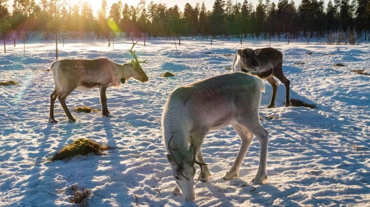 ivalo-magical-moments-at-the-reindeer-farm