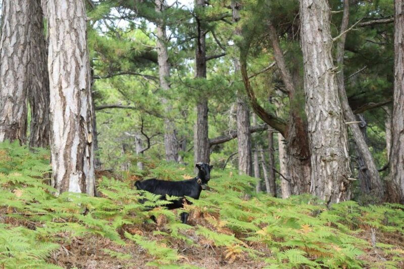 jeep-safari-in-thassos-mountain