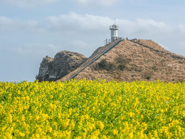 jeju-east-cherry-blossom-early-bird-tour-with-hotel-pickup