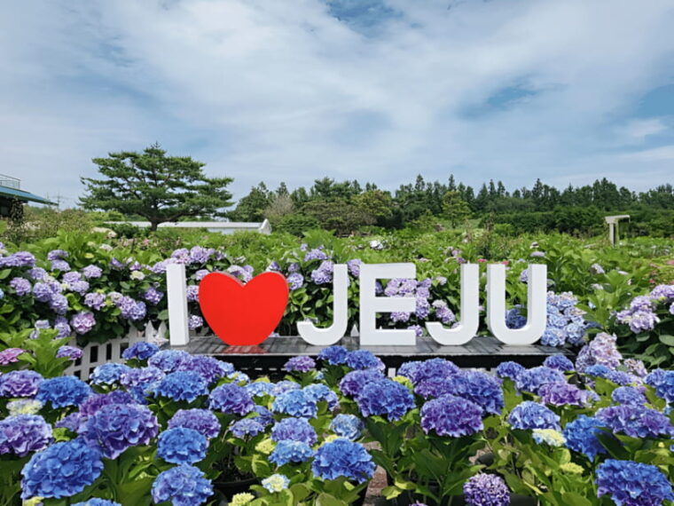 jeju-hydragea-festival-tour-east-route