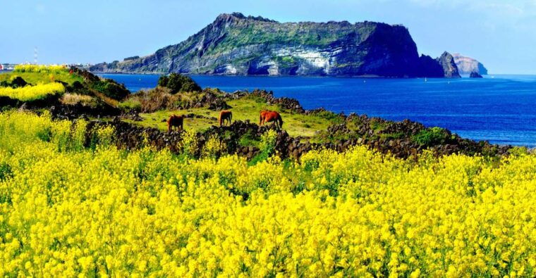 jeju-island-customized-private-full-day-van-tour