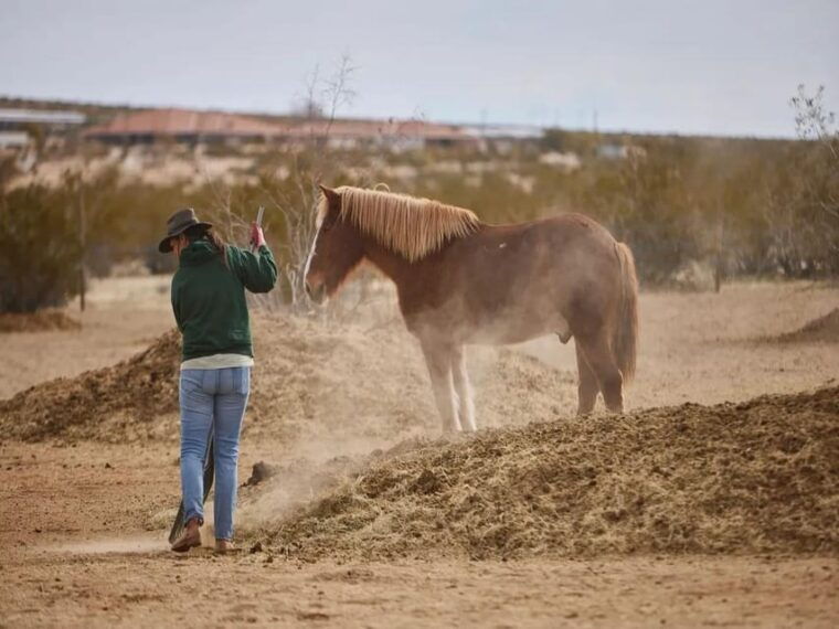 joshua-tree-pony-ride-for-children