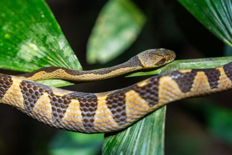 jungle-night-walk-nocturnal-wildlife-and-jungle-sounds