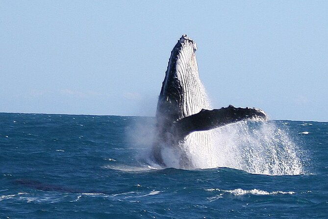 Kalbarri Whale Watching Tour Guided - Final Thoughts