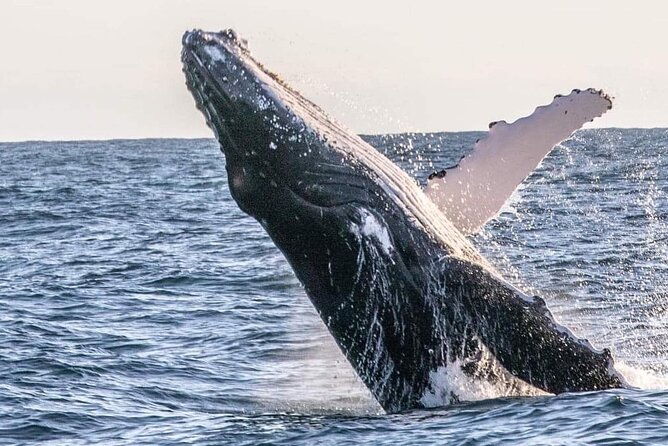 Kalbarri Whale Watching Tour - FAQ