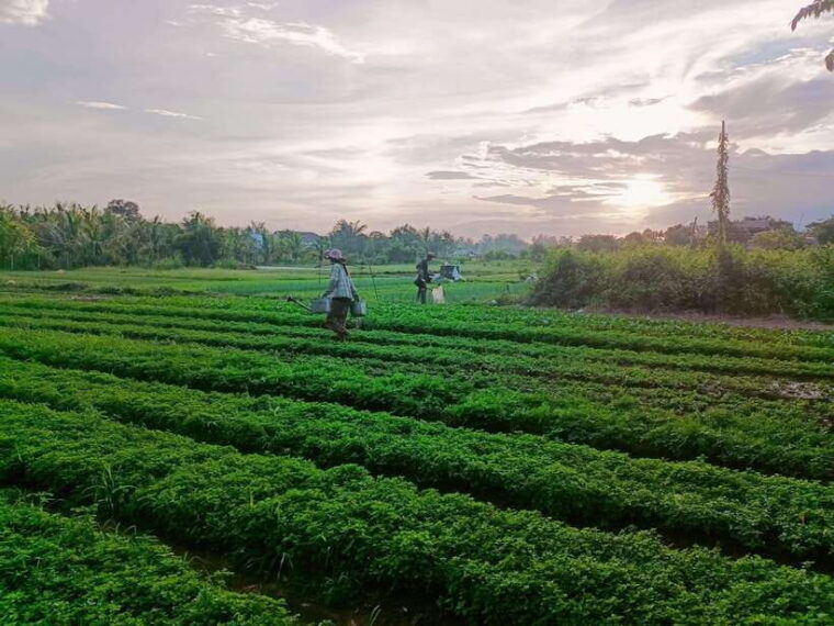 kampot-countryside-tour-include-pepper-farm-by-tuktuk