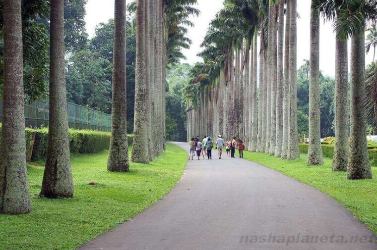 kandy-city-explore-tour-private-tour-with-local-guide