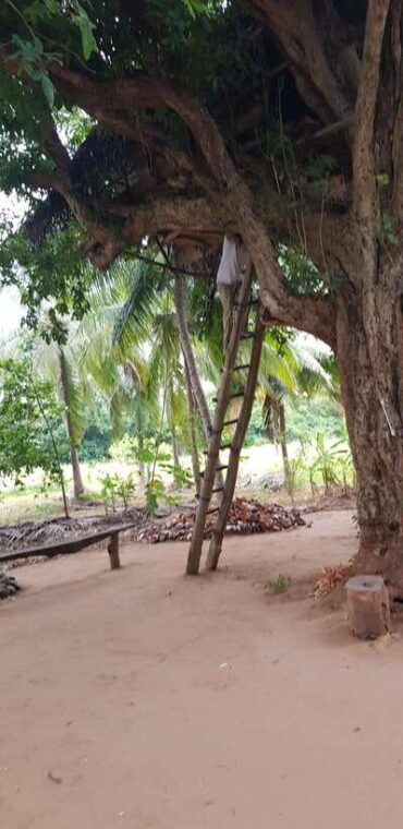kandy-sigiriya-rock-and-dambulla-cave-temple-private-tour