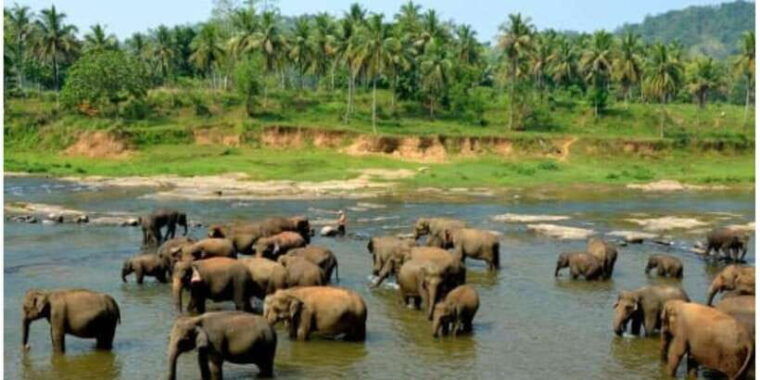 kandy-to-pinnawala-orphanage-and-ambuluwawa-tuktuk-day-tour