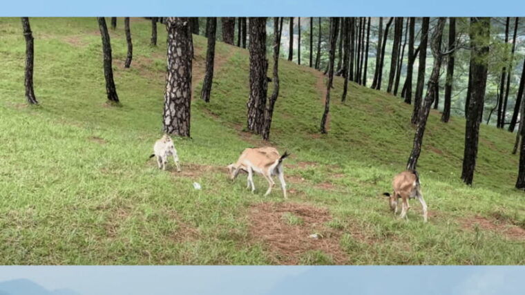 kathmandu-fresh-air-hiking-at-kapan-jagdol-nagi-gumba