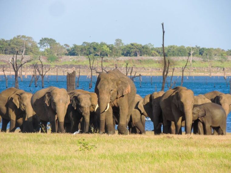 kaudulla-national-park-private-safari-2