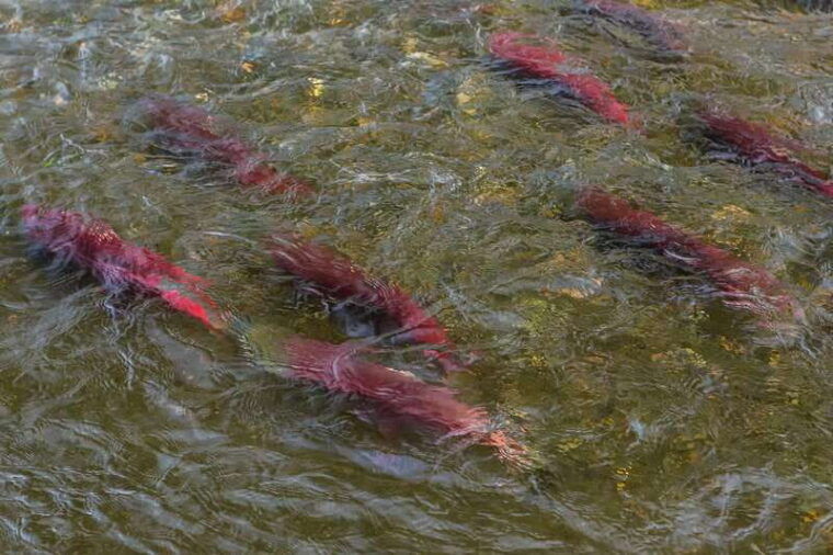 kelowna-mission-creek-salmon-run-audio-tour-by-e-bike