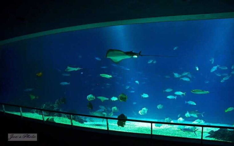 kenting-national-museum-of-marine-biology-aquarium