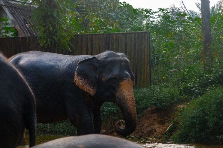 khao-lak-1-hour-elephant-sanctuary-eco-journey-with-shuttle