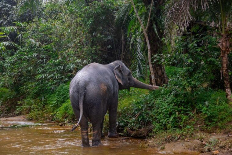 khao-lak-eco-safari-elephant-sanctuary-small-group-tour