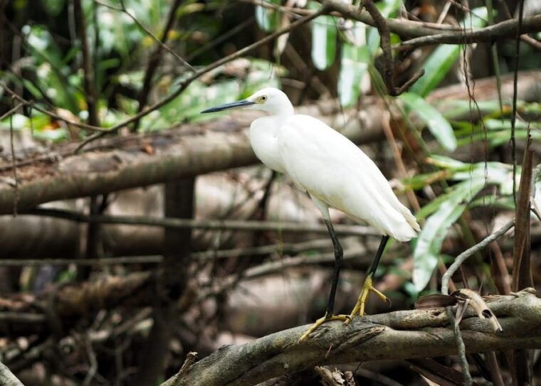 khao-laks-little-amazon-canoe-trek-waterfall-day-trip