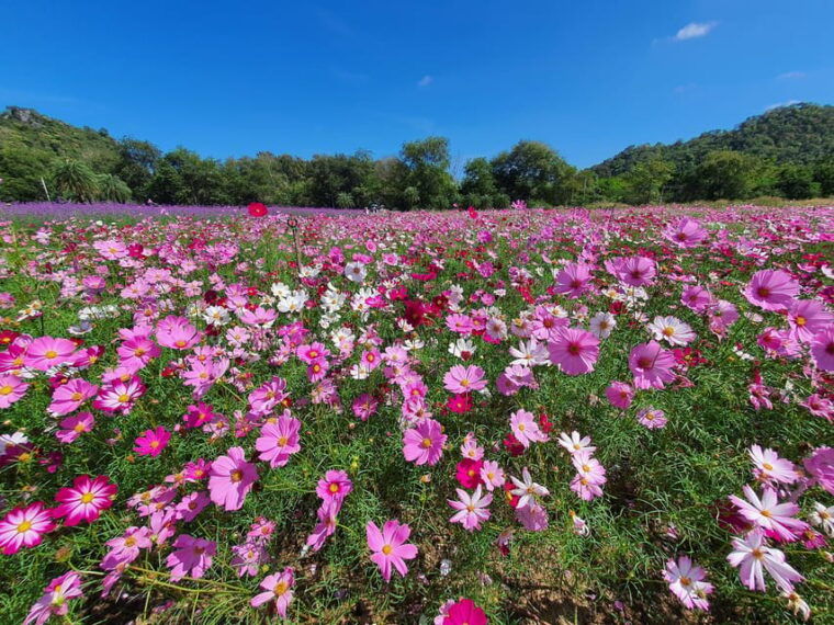 khao-yai-all-time-favorites-private-car-tour-from-bangkok